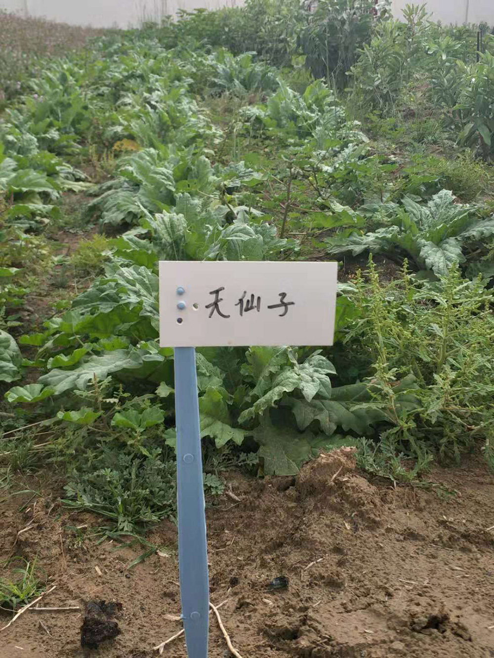 1548034792452618.jpg 微信圖片_20181105104204.jpg